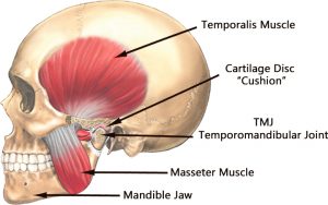 Anatomical illustration of the TMJ and its involved joints